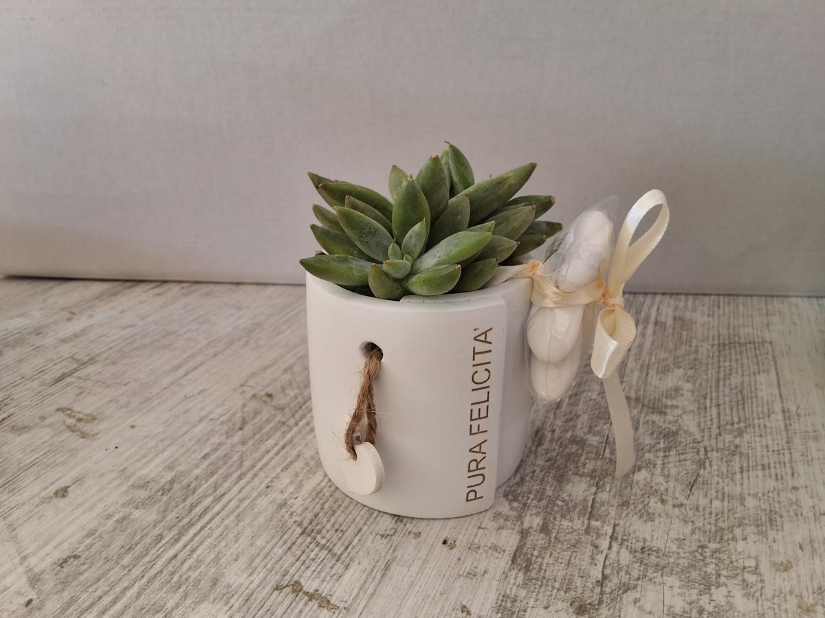 Un'idea bomboniera originale, moderna ed ecologica, perfetta per festeggiare Matrimoni, Comunioni, Cresime, Battesimi o Compleanni. La composizione comprende:
Vasetto in Ceramica: Decorato con frasi ispirazionali ("Pura Felicità", "Piccole Gioie") e un d